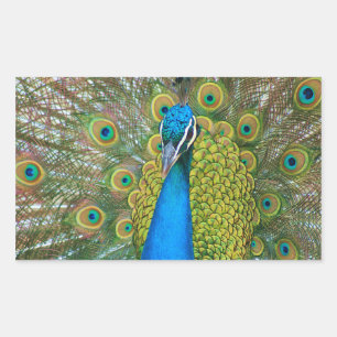 Peacock Blue Head with and Colorful Tail Feathers Rectangular Sticker