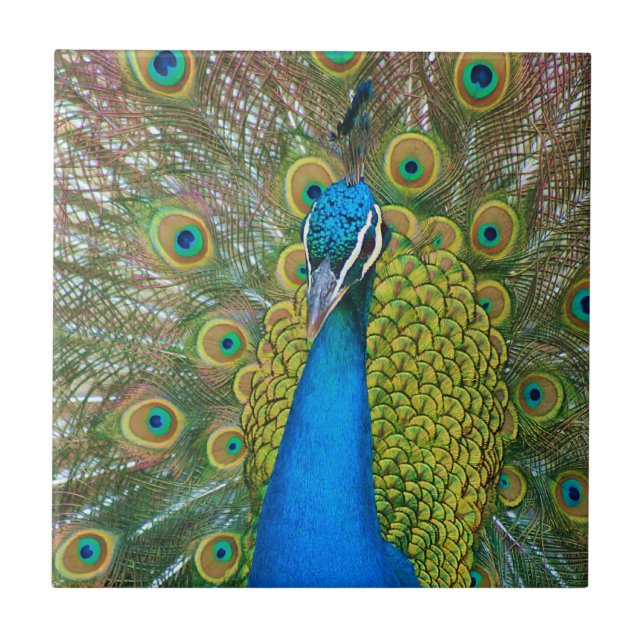 Peacock Blue Head with and Colorful Tail Feathers Tile (Front)