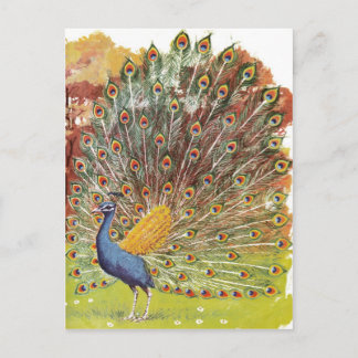 peacock blues postcard