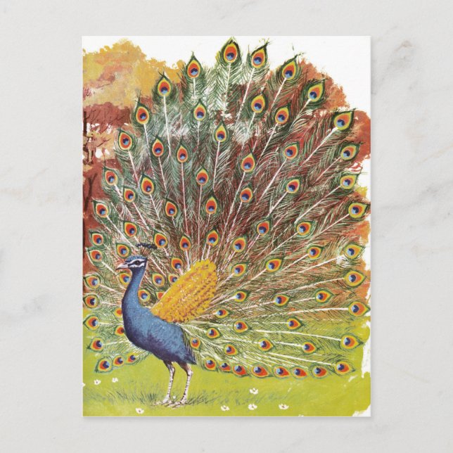peacock blues postcard (Front)