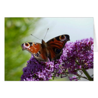 Peacock Butterfly 2 Cards