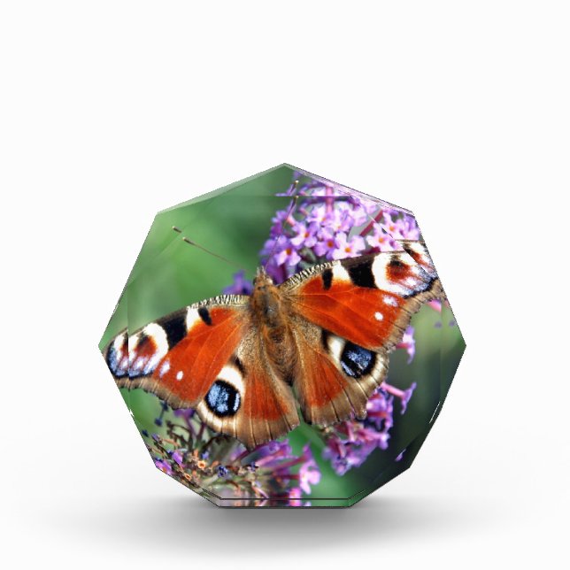 Peacock Butterfly Award (Front)