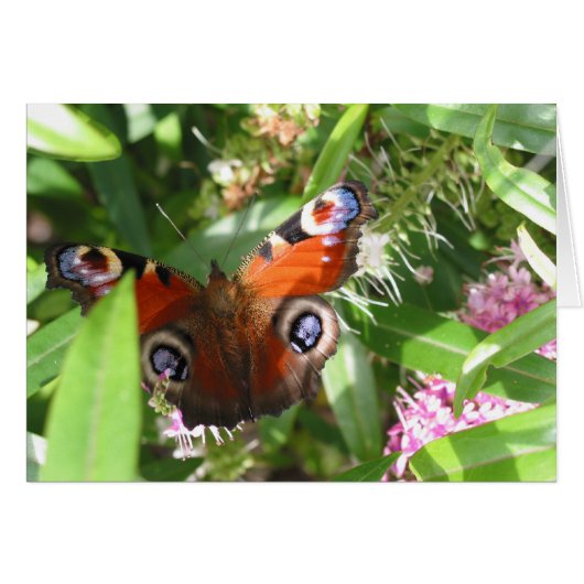 Peacock Butterfly Cards (Front Horizontal)