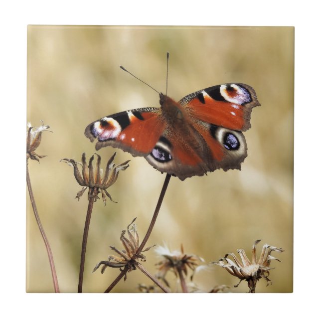 Peacock Butterfly Ceramic Tile (Front)