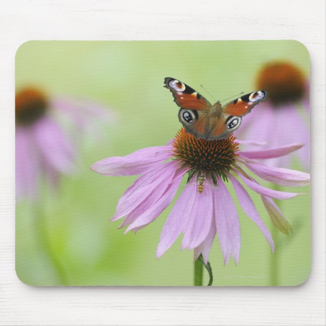 Peacock butterfly (Inachis io) drinking nectar Mouse Pad (Front)