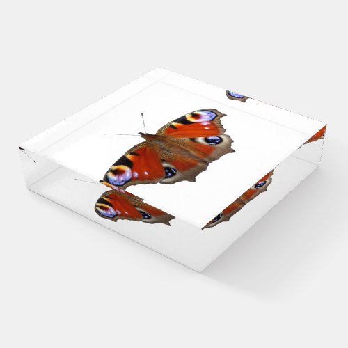 peacock butterfly paperweight