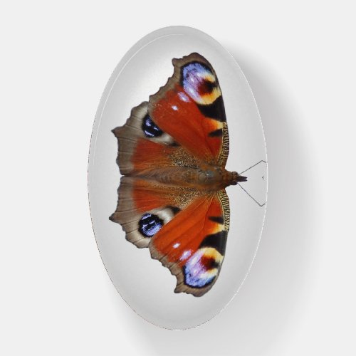 peacock butterfly paperweight