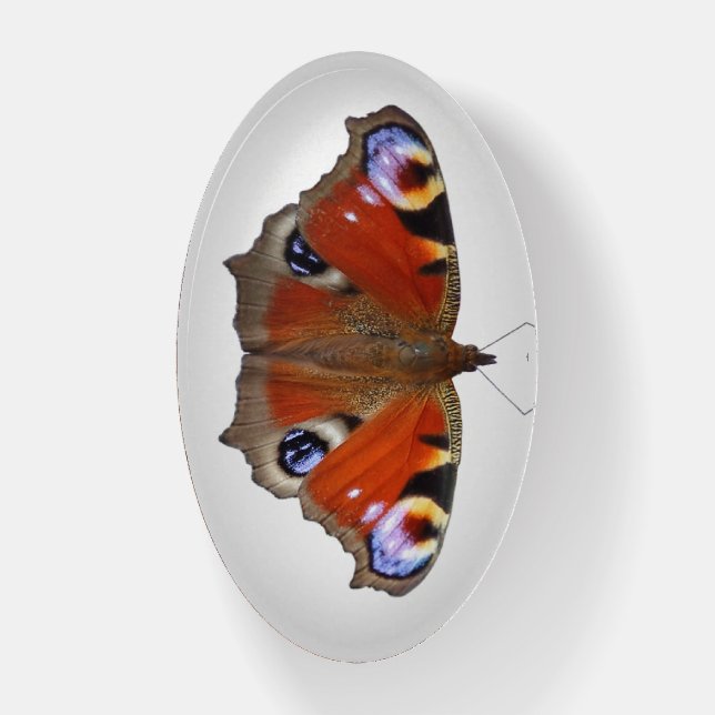 peacock butterfly paperweight (Vertical)