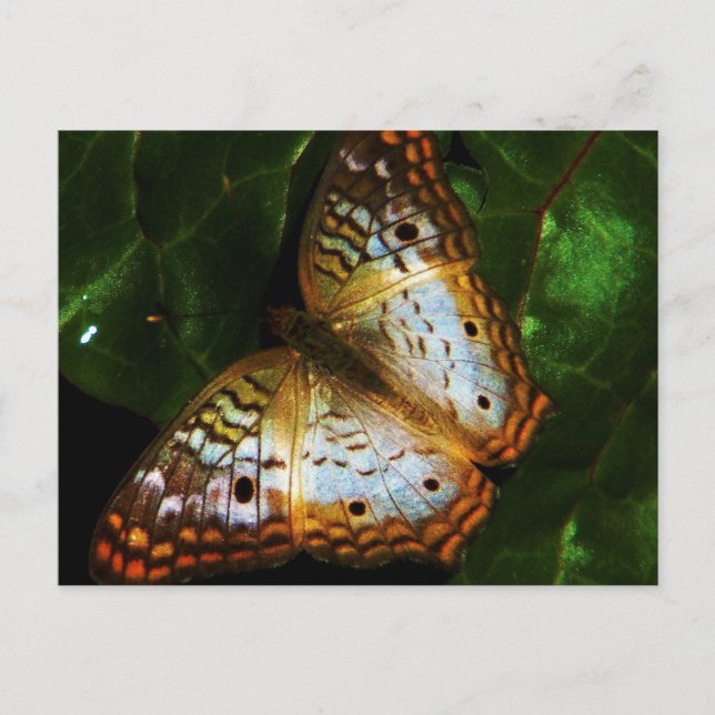 peacock butterfly post card (Front)