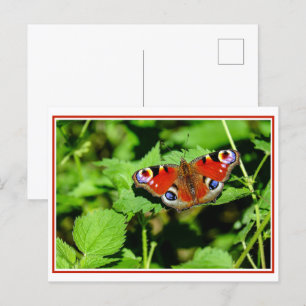 Peacock Butterfly Postcard