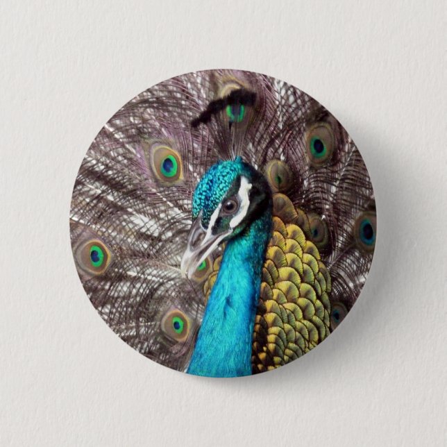 peacock button (Front)