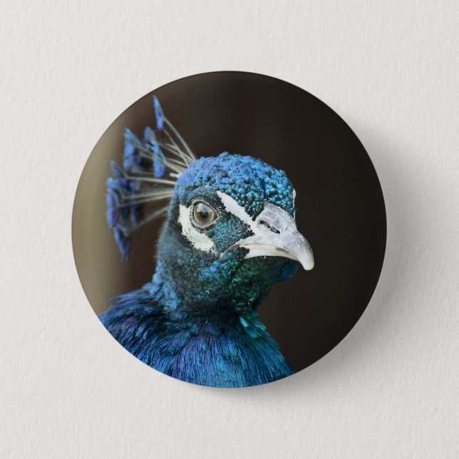 peacock button (Front)