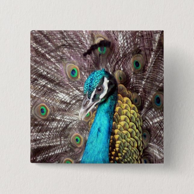 peacock button (Front)