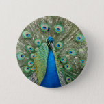 Peacock Button at Zazzle