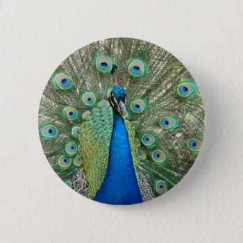 Peacock Button by stopnbuy at Zazzle