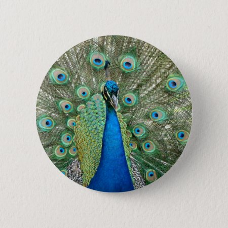 Peacock Button