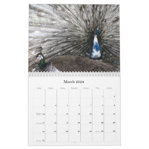 Peacock Calendar Zazzle