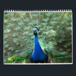 Peacock Calendar<br><div class="desc">A year of beautiful Blue and White peacocks</div>