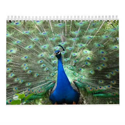 Peacock Calendar