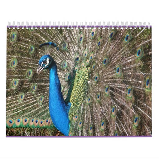 Peacock Calendar Zazzle