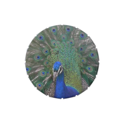 Peacock Candy Tin (Top)