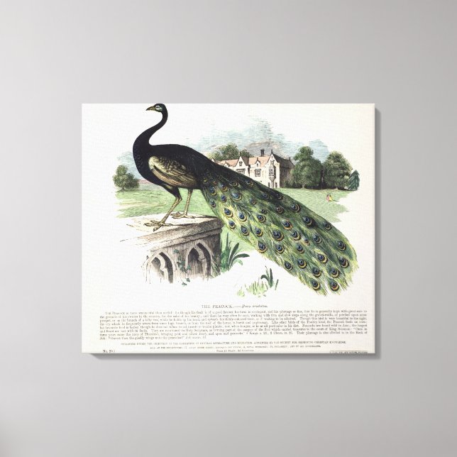 Peacock Canvas Print (Front)