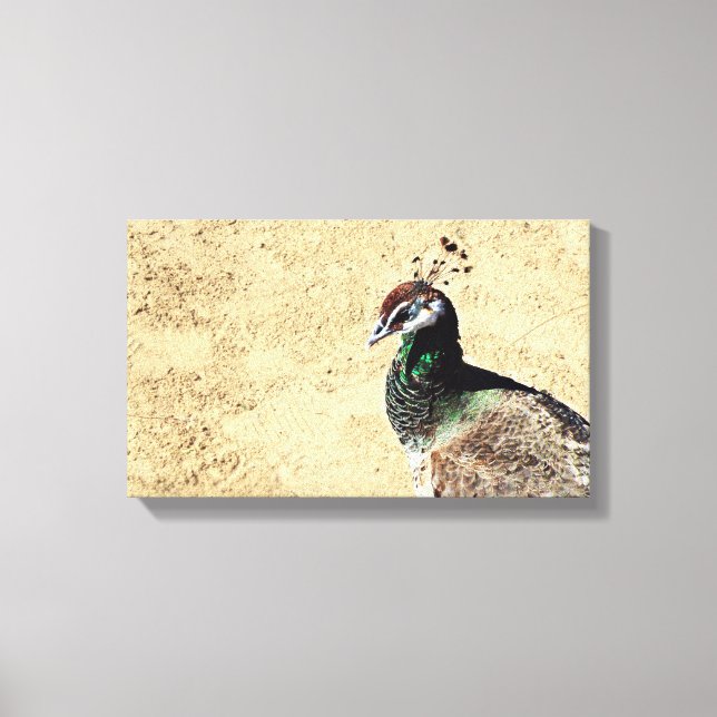 Peacock Canvas Print (Front)