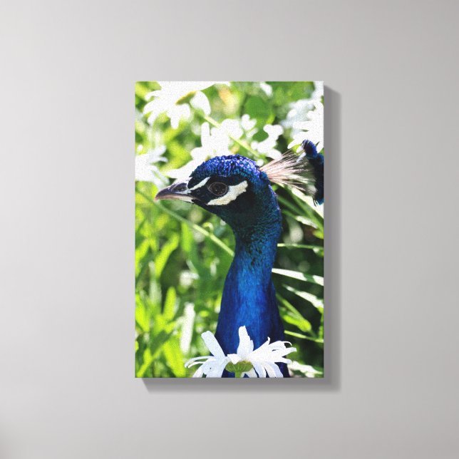 Peacock Canvas Print (Front)