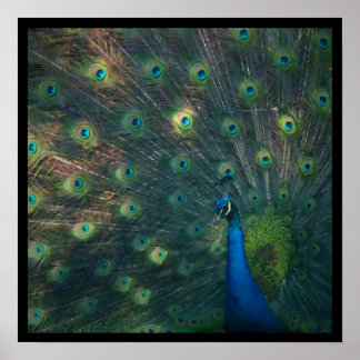 'Peacock' Canvas Print