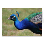 Peacock card (Front Horizontal)