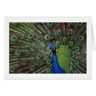 Peacock Cards