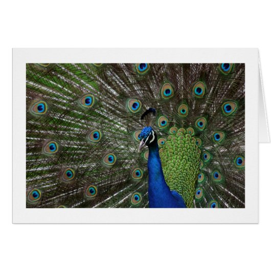 Peacock Cards (Front Horizontal)