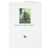 Peacock Cards (Back)