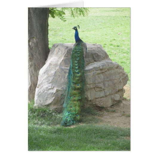 Peacock Cards (Front)