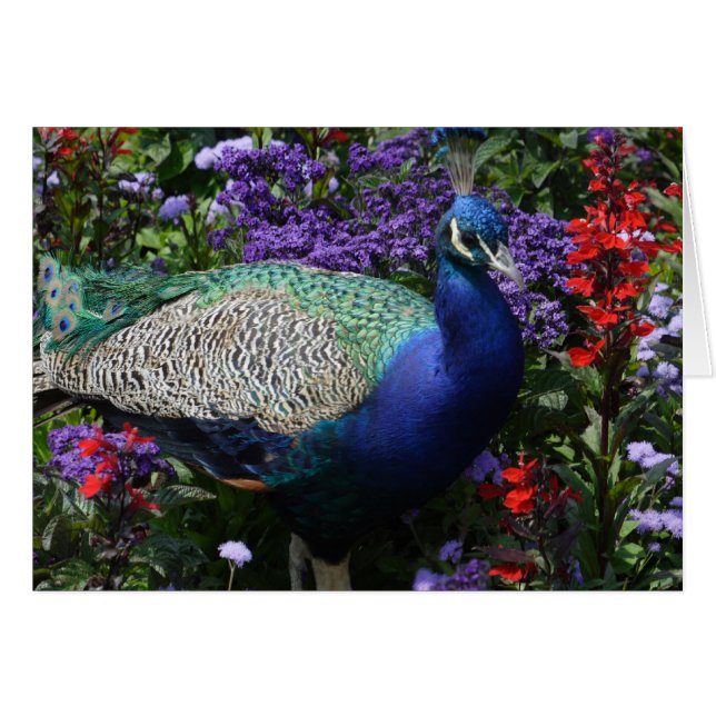 Peacock Cards (Front Horizontal)