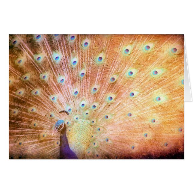 Peacock Cards (Front Horizontal)