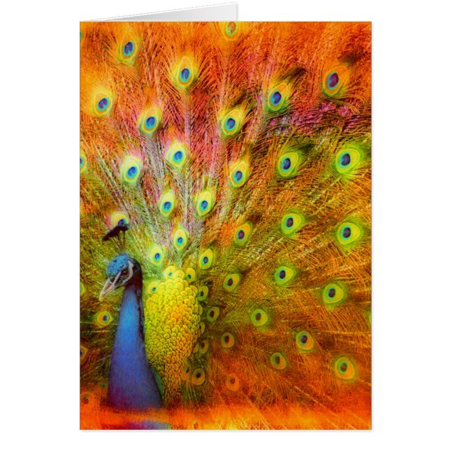 Peacock Cards (Front)