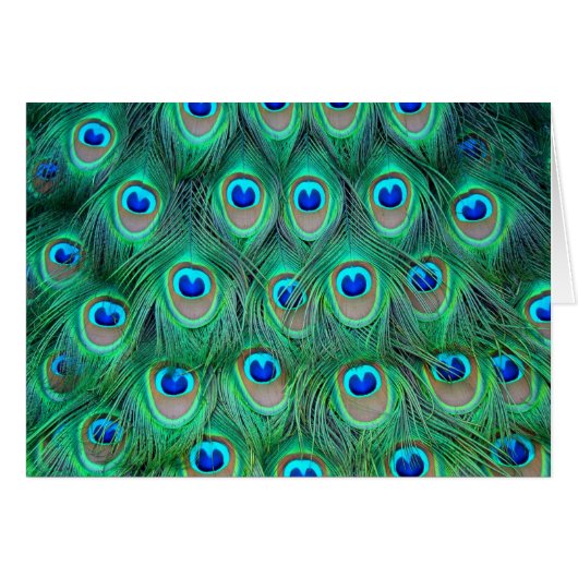 Peacock Cards (Front Horizontal)