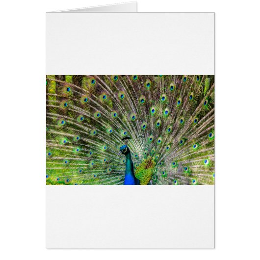 Peacock Cards (Front)