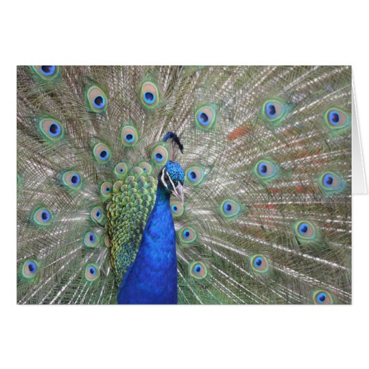 Peacock Cards (Front Horizontal)