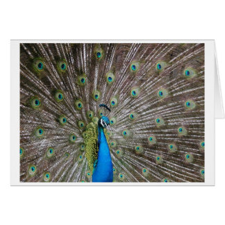 Peacock Cards