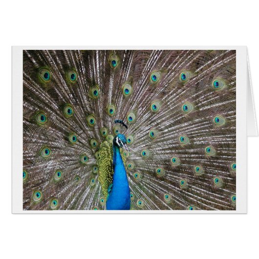Peacock Cards (Front Horizontal)