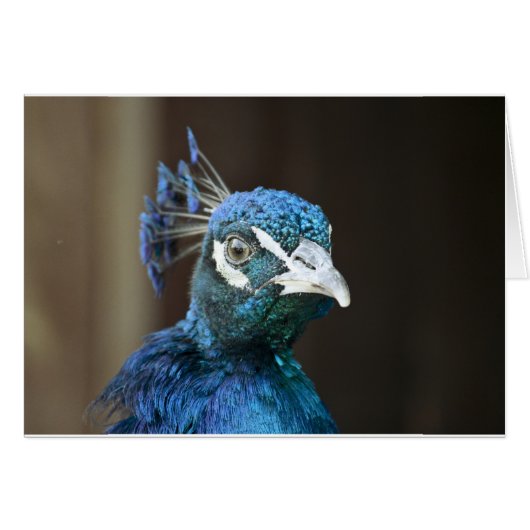 peacock cards (Front Horizontal)
