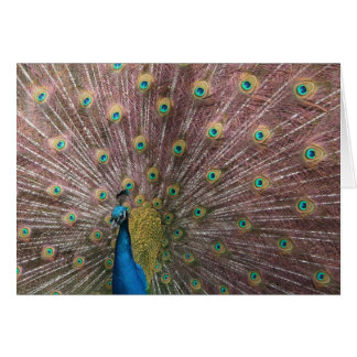 Peacock Cards