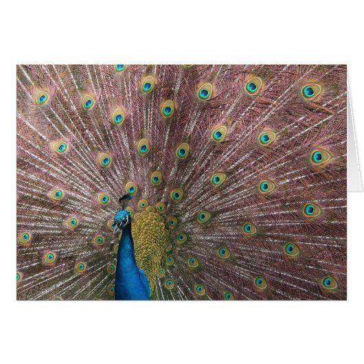 Peacock Cards (Front Horizontal)
