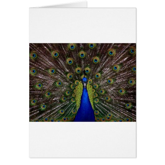 Peacock Cards (Front)