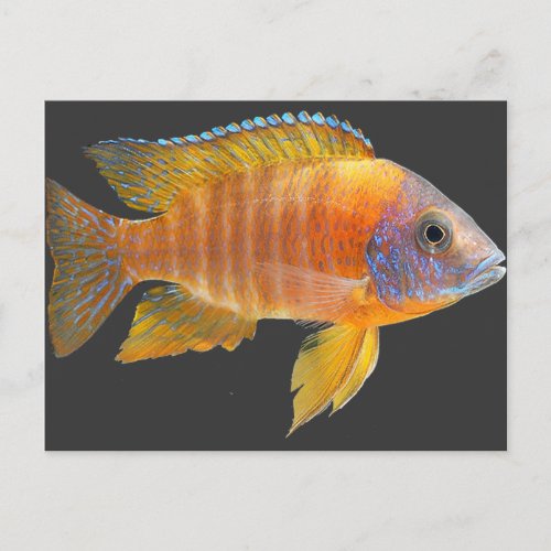 Peacock Cichlid Postcard