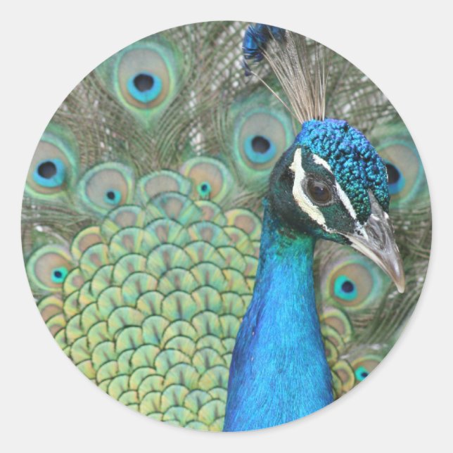 Peacock Classic Round Sticker (Front)