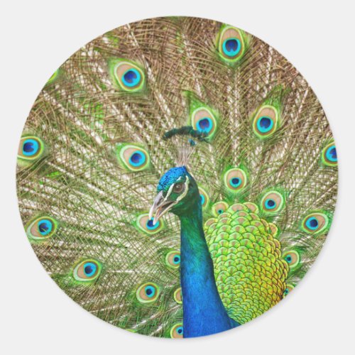 Peacock Classic Round Sticker