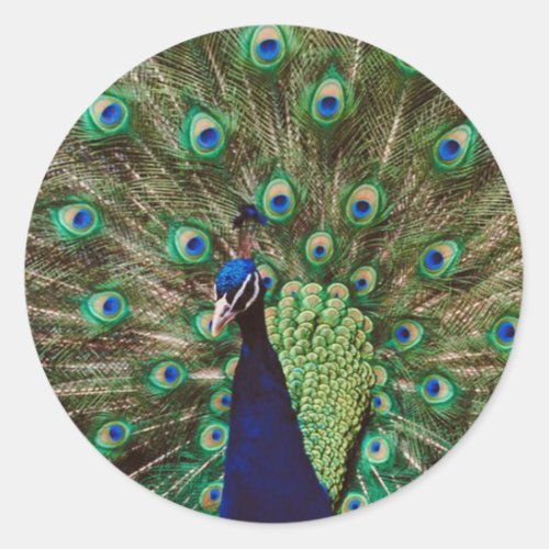 Peacock Classic Round Sticker